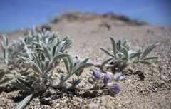 Lupinus tidestromii