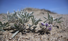 Lupinus tidestromii