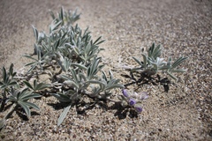 Lupinus tidestromii