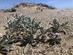 Lupinus tidestromii