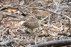 Turnix melanogaster