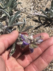 Lupinus tidestromii