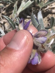 Lupinus tidestromii