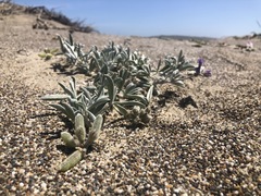 Lupinus tidestromii