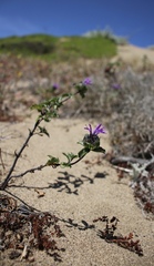 Monardella sinuata nigrescens
