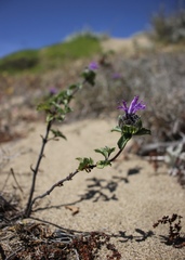 Monardella sinuata nigrescens