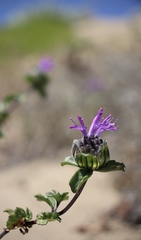 Monardella sinuata nigrescens