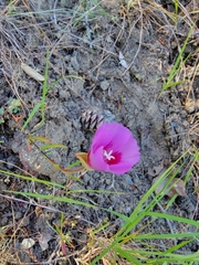 Clarkia gracilis sonomensis
