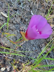 Clarkia gracilis sonomensis