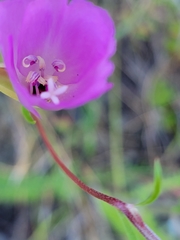 Clarkia gracilis sonomensis
