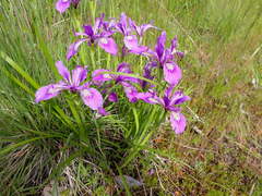 Iris tenax tenax