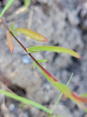 Clarkia gracilis sonomensis