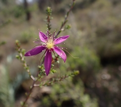 Calytrix fraseri