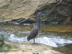 Tigrisoma fasciatum