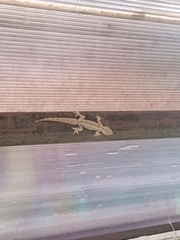 Hemidactylus platyurus