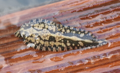 Placobdella parasitica image