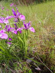 Iris tenax tenax