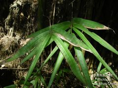 Bambusa pachinensis