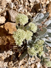 Eriogonum robustum