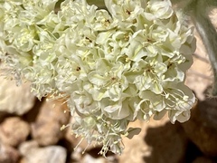 Eriogonum robustum