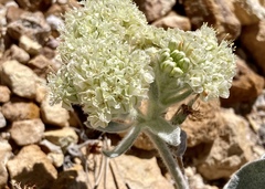 Eriogonum robustum