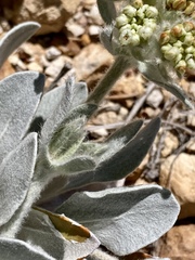 Eriogonum robustum