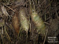 Bambusa pachinensis