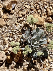 Eriogonum robustum