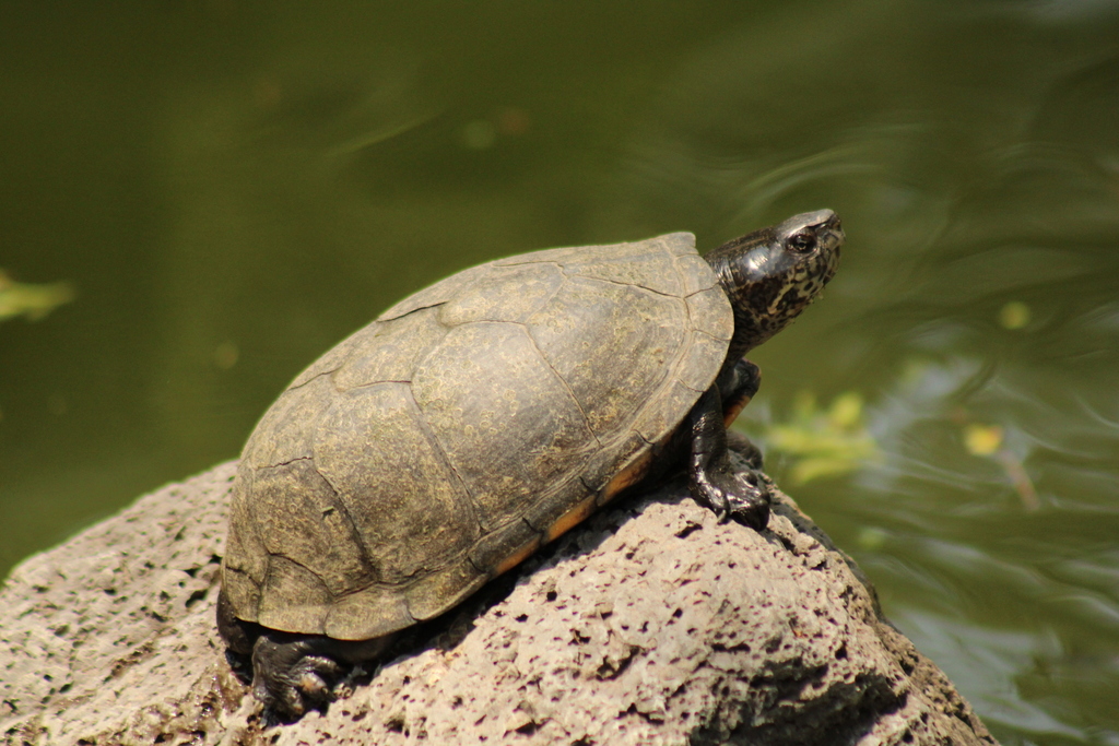 Mexican Mud Turtle from C. El Chaco 3200, Providencia, 44630 ...