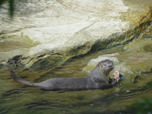 Lontra annectens