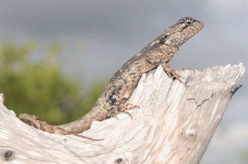 Mozambique Agama, Agama mossambica