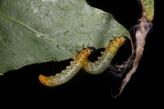 Pristiphora conjugata