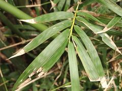 Bambusa pachinensis