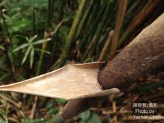 Bambusa pachinensis
