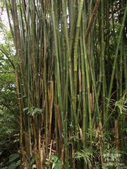 Bambusa pachinensis
