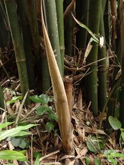 Bambusa pachinensis