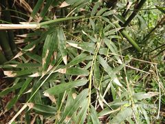 Bambusa pachinensis