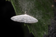 Idaea seriata