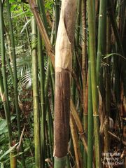Bambusa pachinensis