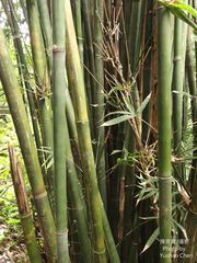 Bambusa pachinensis
