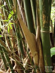 Bambusa pachinensis