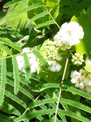 Acaciella angustissima texensis