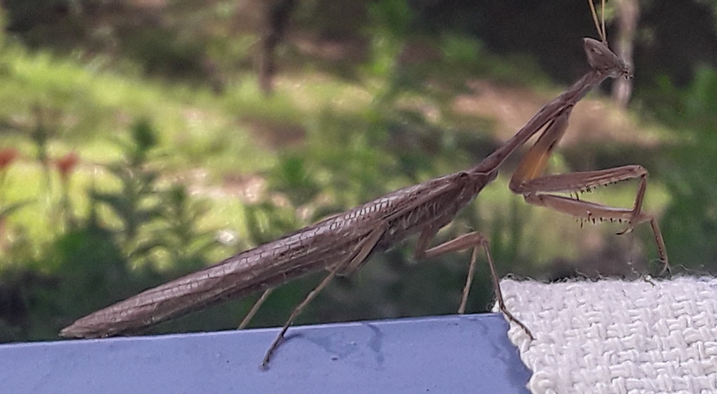 Dysaules himalayanus