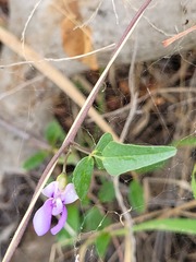 Decorsea schlechteri