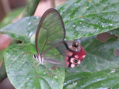 Haetera macleannania