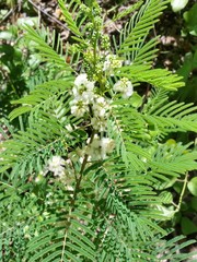 Acaciella angustissima texensis