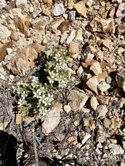 Sabulina nuttallii fragilis