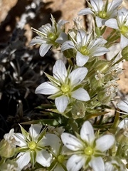Sabulina nuttallii fragilis