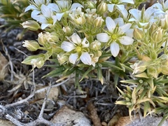 Sabulina nuttallii fragilis