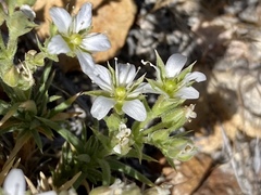 Sabulina nuttallii fragilis